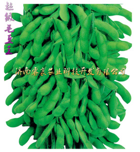 超级,高产毛豆种子