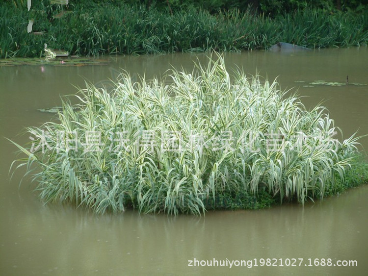 供应 水生植物 水生花卉 花叶芦竹 别名斑叶芦竹 彩叶芦竹 等苗木