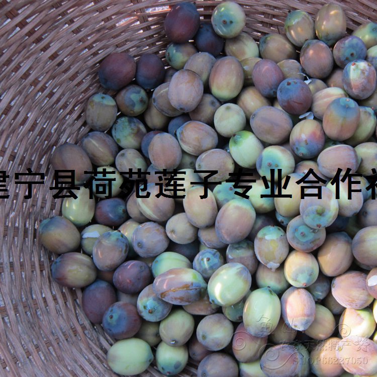 2015新鲜莲蓬老莲子米 带壳成熟鲜莲子建宁莲米炖汤 5斤装