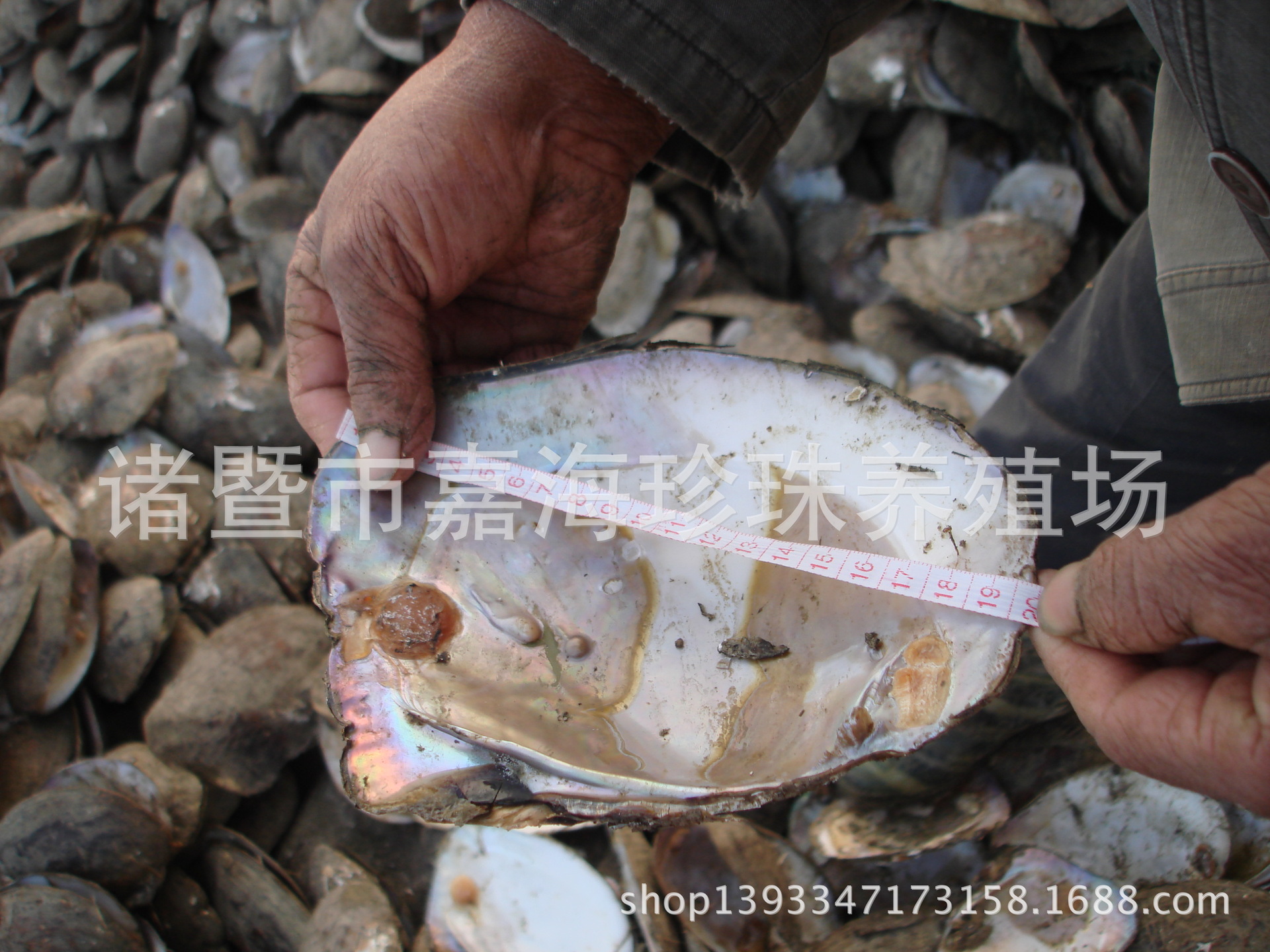 浙江绍兴供应珍珠末原料 淡水珍珠贝壳 脱皮贝壳碎片 三角蚌贝壳 河