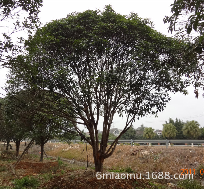 米丛生主杆四季桂(月月桂 香 樟:供应20公分到150公分不等规格的树木