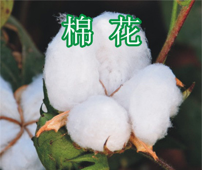 棉 花