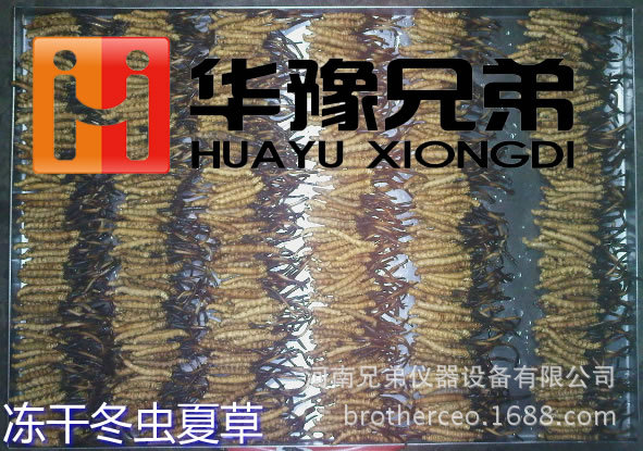 冷凍干燥機(jī)-冬蟲夏草
