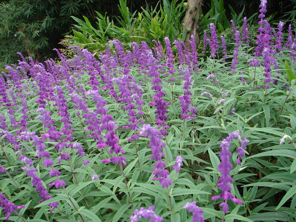 基地直销 时令宿根草花 鼠尾草 品种繁多 南昌直供