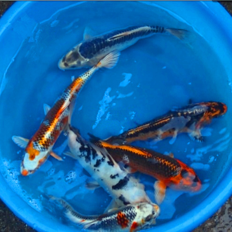 孔雀锦鲤鱼