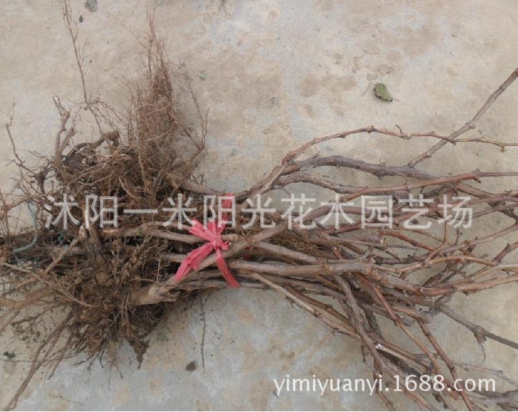葡萄1