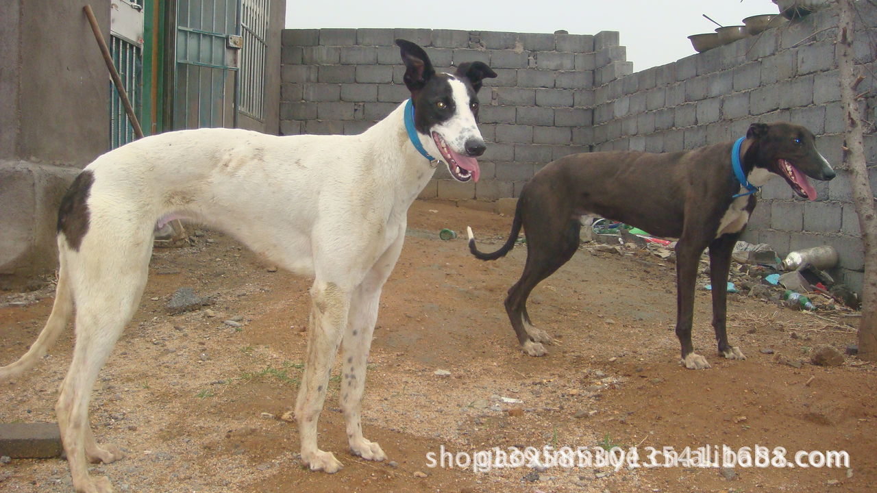 纯种格力犬 灵缇犬 惠比特犬等猎犬品种及养犬利益分析