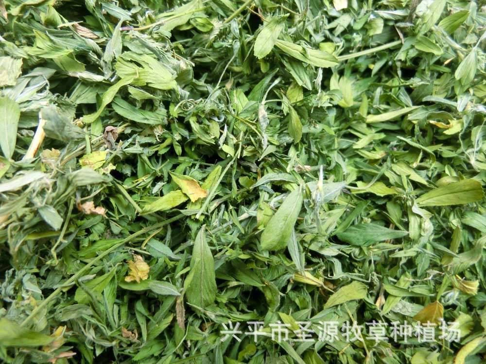 圣源牧场2018苜蓿草叶兔兔龙猫荷兰猪干草250g/袋宠物牧草苜蓿叶