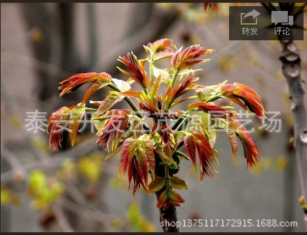 QQ截图20140410105358