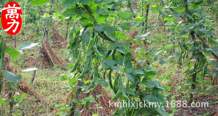 【万力】大量批发 云南丽江 大白芸豆 优质芸豆厂家直销 量大从优