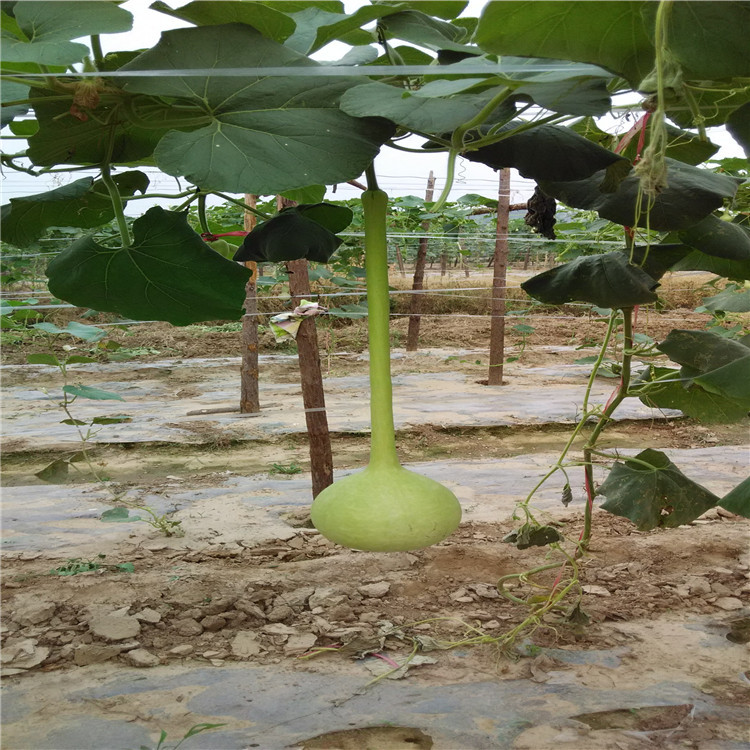 油锤 长柄 特大葫芦 天然镇宅葫芦 送礼 收藏 特价包邮精品