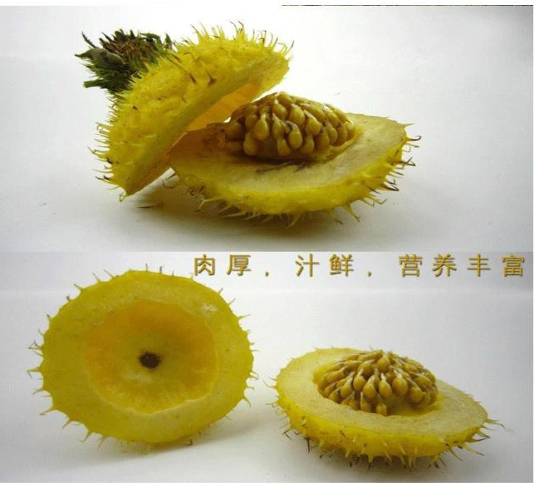 【火熱預(yù)訂】基地自產(chǎn) 貴州高原新鮮特級優(yōu)特 刺梨鮮果 批發(fā)團購