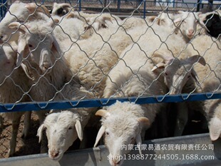 供应内蒙古乌拉特草原 游牧人家羊,寒羊,非饲料羊,自然生长