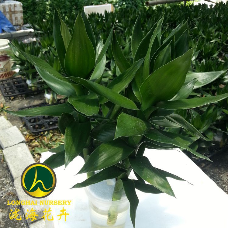 20130531_121220_副本_副本