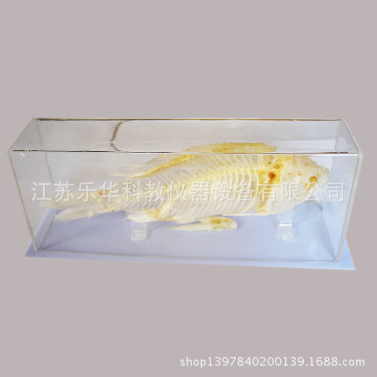鱼骨骼模?4