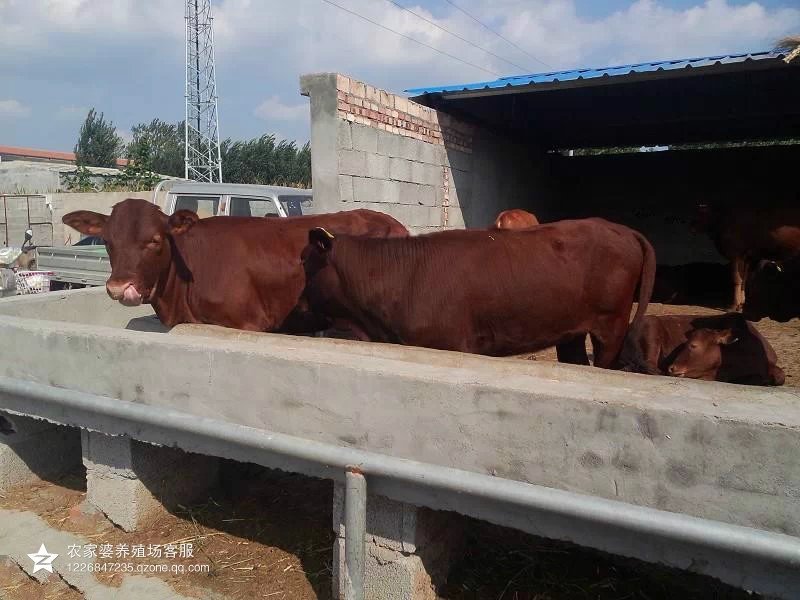 出售改良肉牛利木赞牛,肉牛犊饲养,养殖场利木赞牛