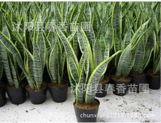 吸甲醛的植物图片
