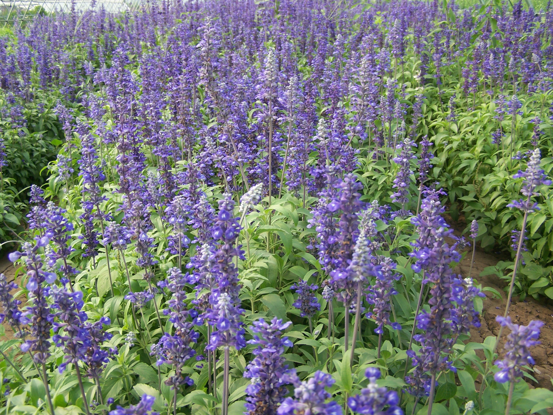 基地直销低价优质景观绿化芳香植物四季薰衣草种苗批发 花期长