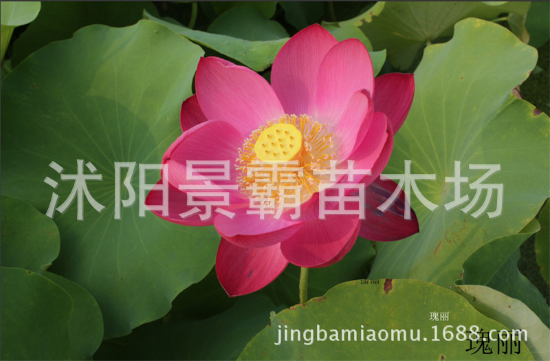 号池 粉荷花 瑰丽