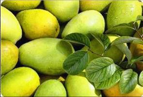 【火熱預(yù)訂】基地自產(chǎn) 貴州高原新鮮特級優(yōu)特 野木瓜  批發(fā)團購