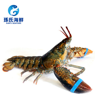 ôںʲʿϺ ʻƷϺϺ450-2000g/ֻ