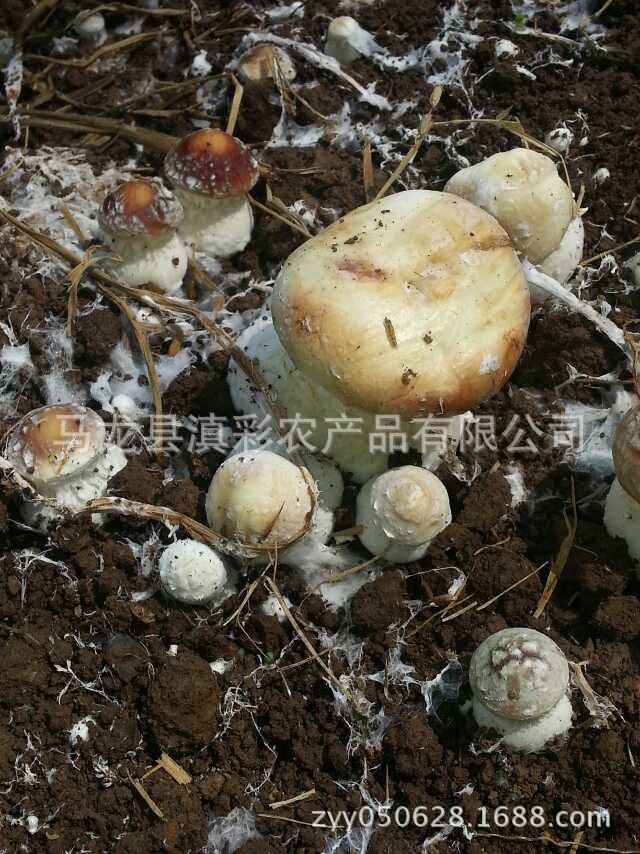 姬松茸(又名巴西蘑菇),它是一种夏秋生长的腐生菌,生活在高温,多湿