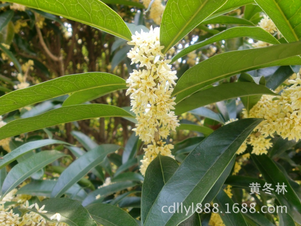 桂花盛开的季节,不一样的桂花花瓣