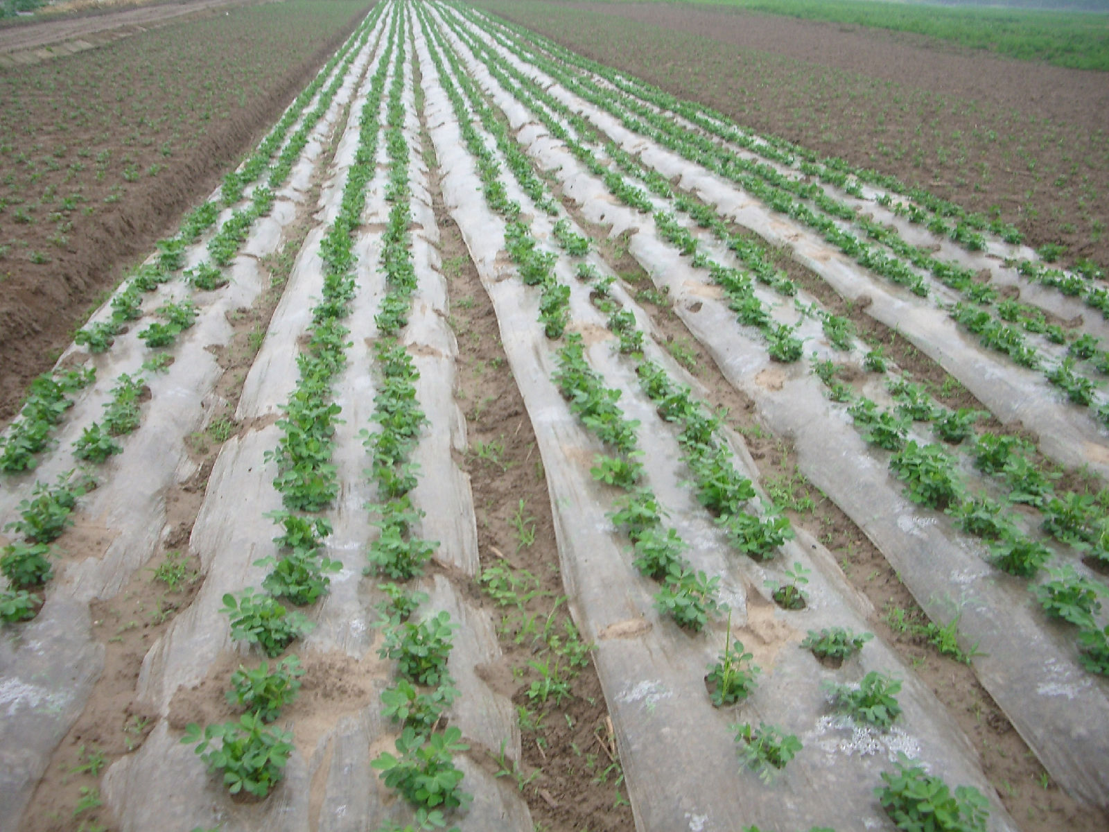 厂家促销农用塑料黑薄膜黑色地膜 农用地膜 除草专用黑地膜4c