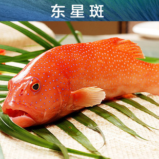 [五钻供应] 东星斑 海鲜水产 一手货源 原船冻 各式规格 低起批