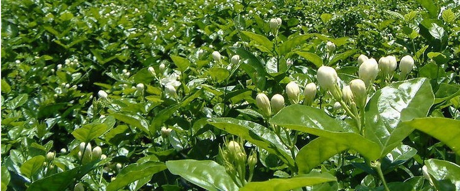 批发供应特级散装茉莉花茶 花草茶批发产地直销