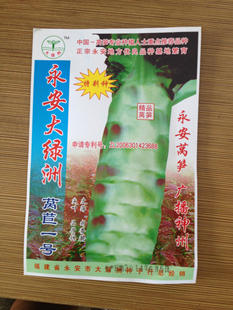 红叶莴笋种子 永安大绿洲一号现货供应 蔬菜种子批发