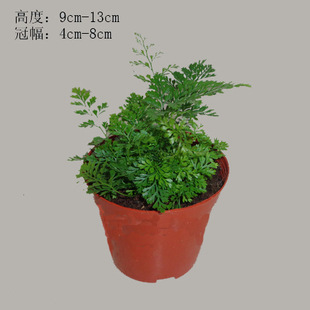 批发蕨类植物 微景观 蕨类盆栽 盆栽花卉 批发狼尾蕨(#90)