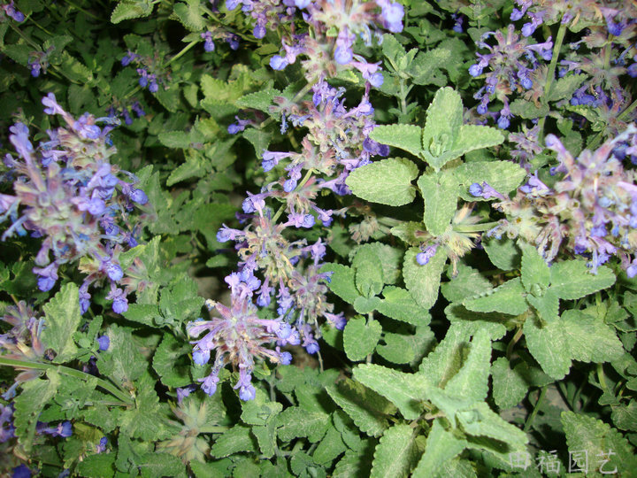 花卉种子批发 薄荷种子 香芥草 芳香植物 园艺种子种苗 园林植物