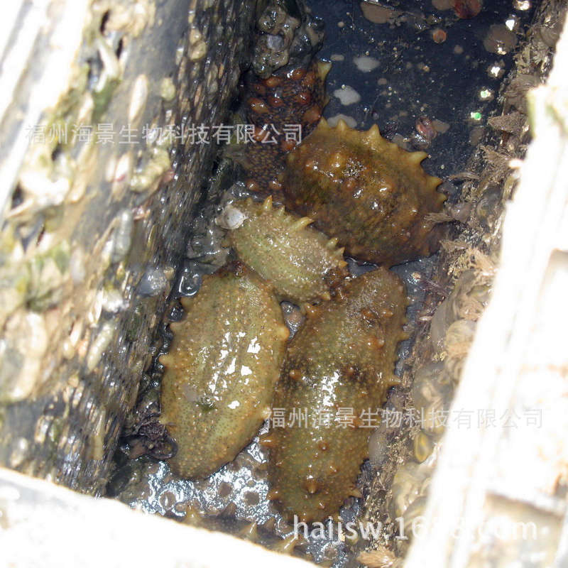 海参网箱养殖3