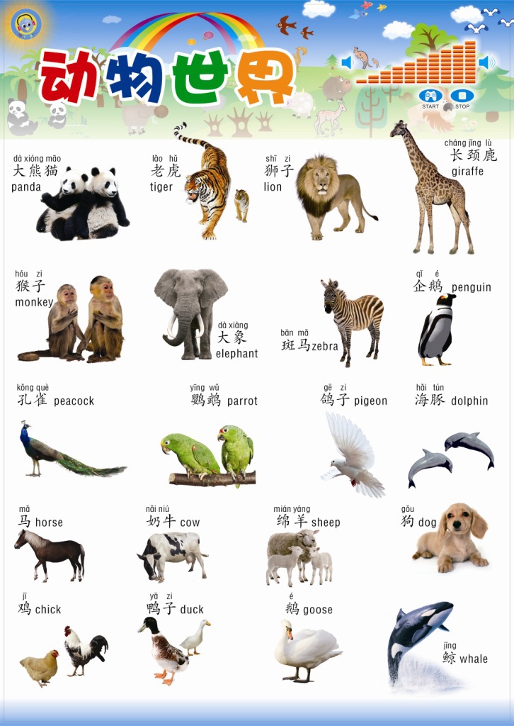 点读功能:发音,识字,拼音,英语,数学,三字经,唐诗,看图识图形,识动物