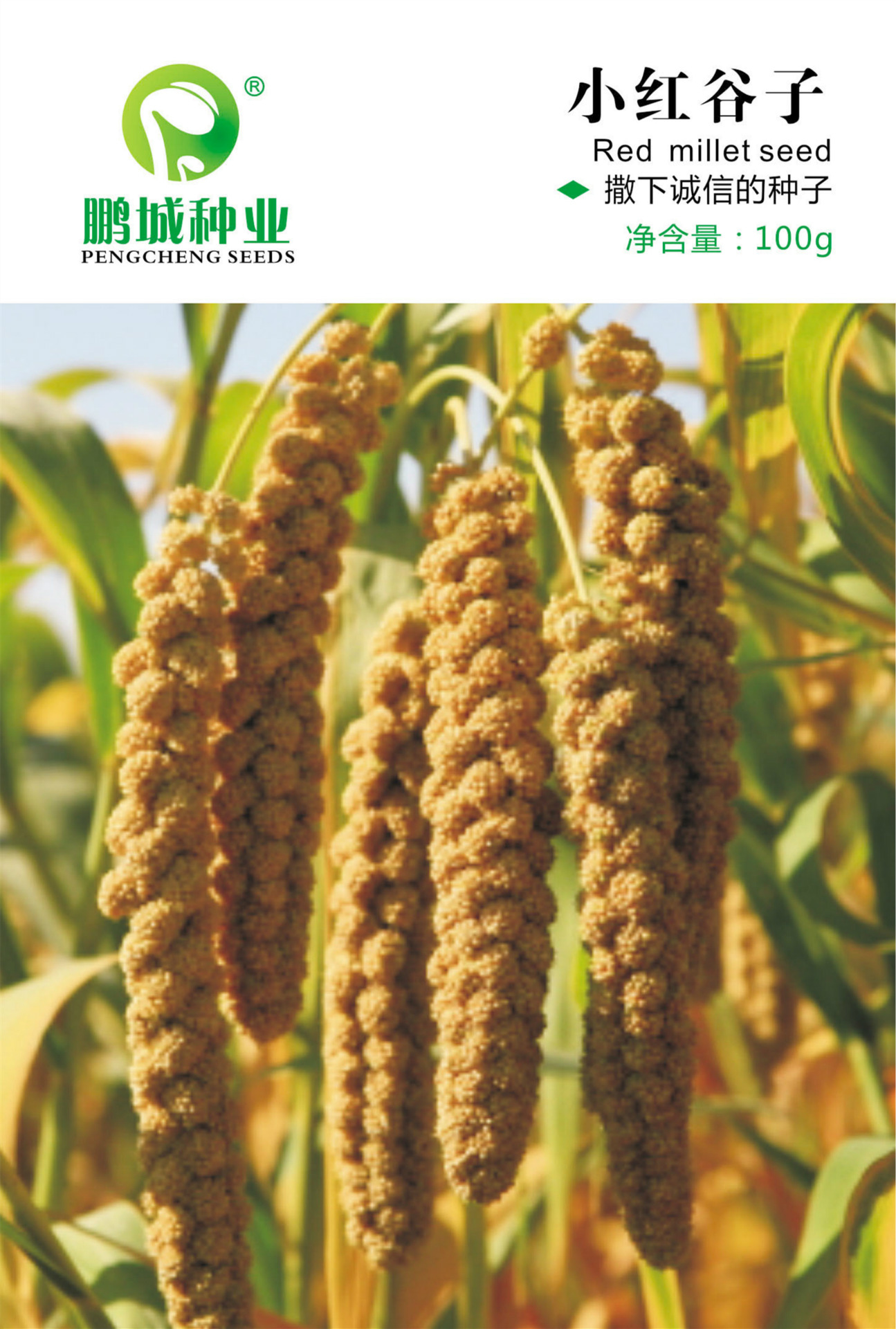 鹏城种业 五谷杂粮种子 小红谷子种子 深红小米稻谷 高产 100g/包