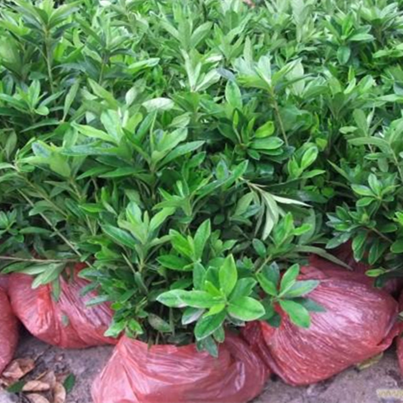 批发绿化工程苗 毛杜鹃小苗 毛杜鹃花苗 盆栽苗木花卉映山红小苗