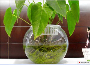 厂家直销 简约透明玻璃花瓶 玻璃圆球 玻璃水培器皿 玻璃鱼缸