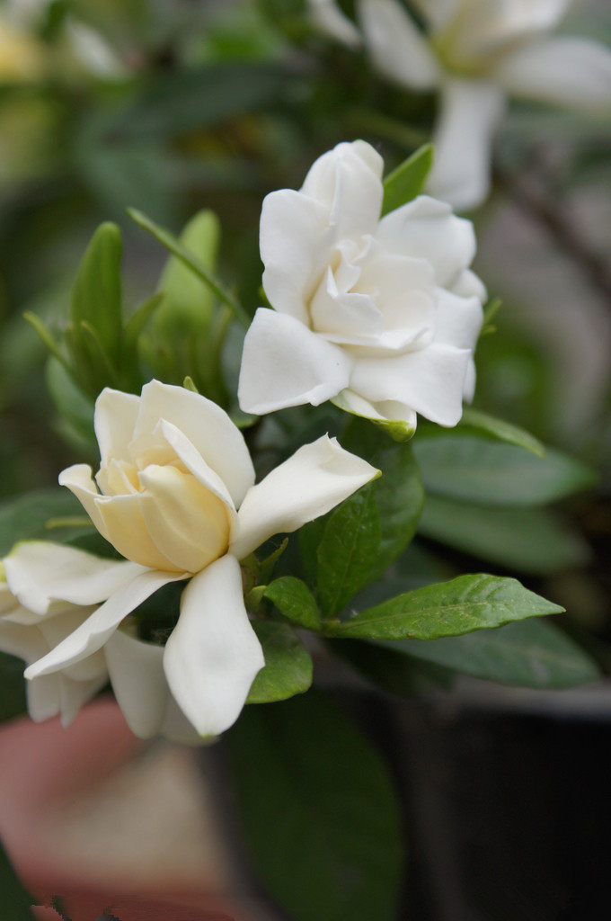 盆栽栀子花苗 小叶栀子花 牡丹栀子花 芳香花卉 绿植盆栽