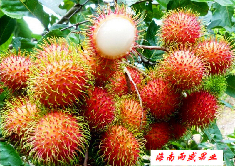 红毛丹 红毛胆 红毛果 海南 新鲜水果 热带水果 应季