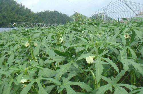 特色农业种子植物伟哥黄金葵黄秋葵