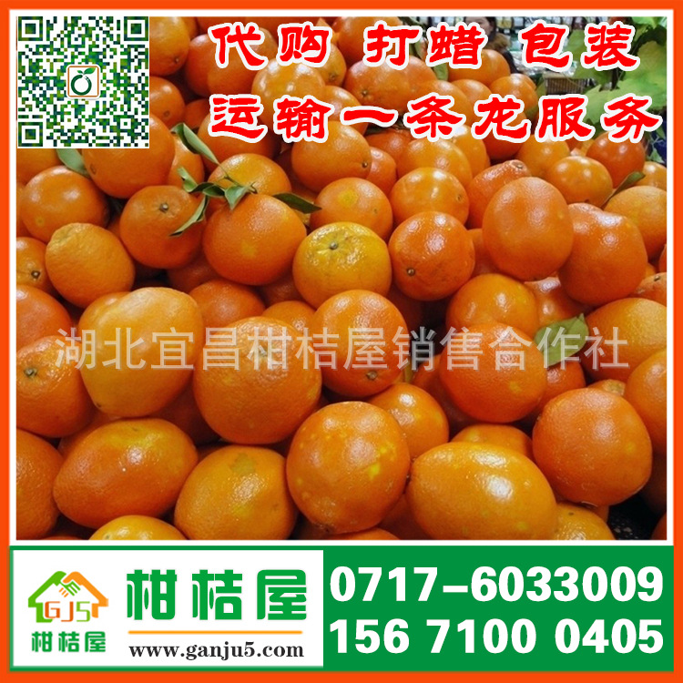 连云港市新浦区中熟柑橘产品展示
