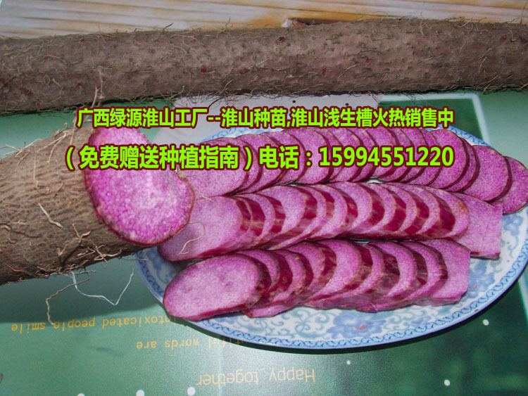 广西桂平金田镇绿源淮山工厂-淮山基地种子种苗/图