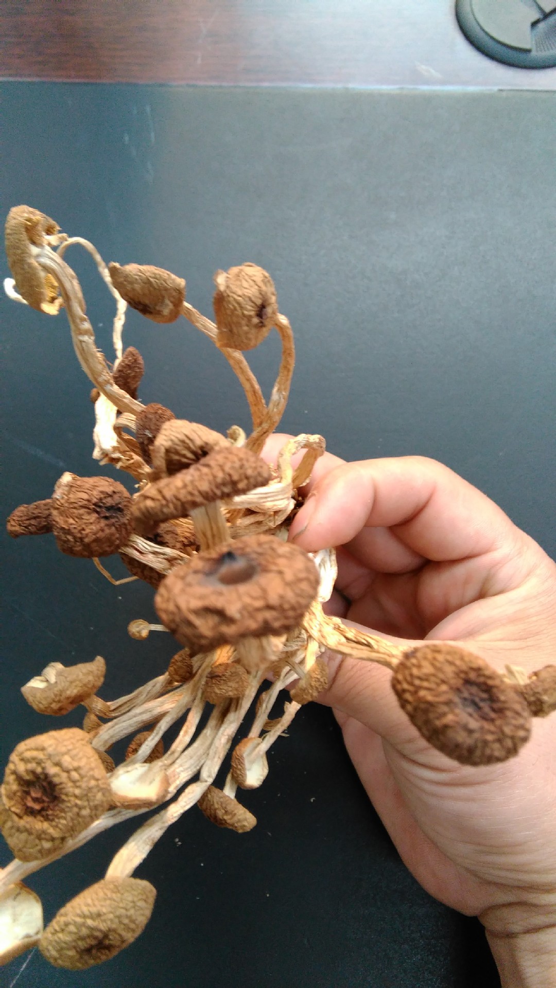 茶树菇被誉为——“中华神菇” - 知乎
