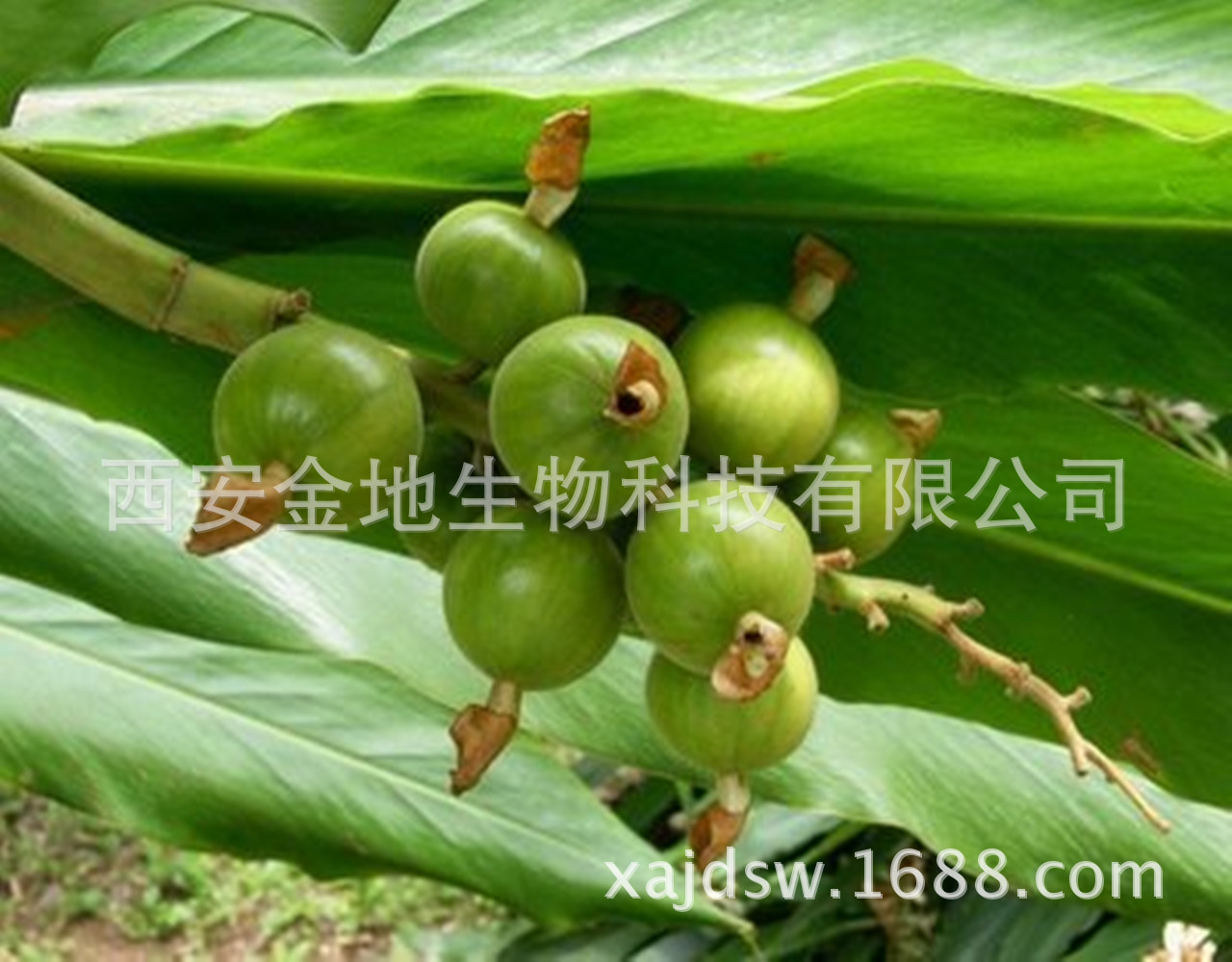 天然植物精华【草豆蔻提取物】医药保健 原料 厂家批发