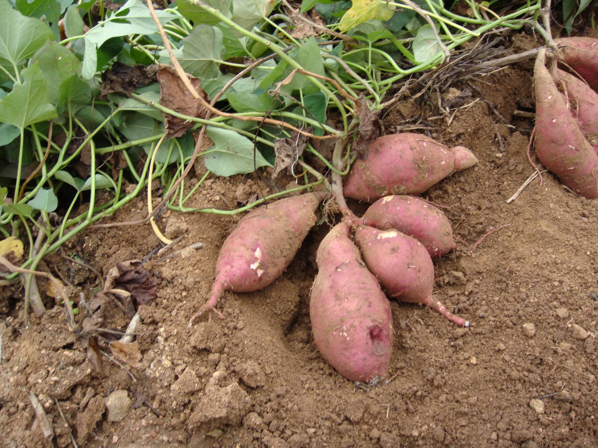 瓦岗镇属浅山丘陵区,其特有的土壤,气候条件适宜红薯的生长,出产的