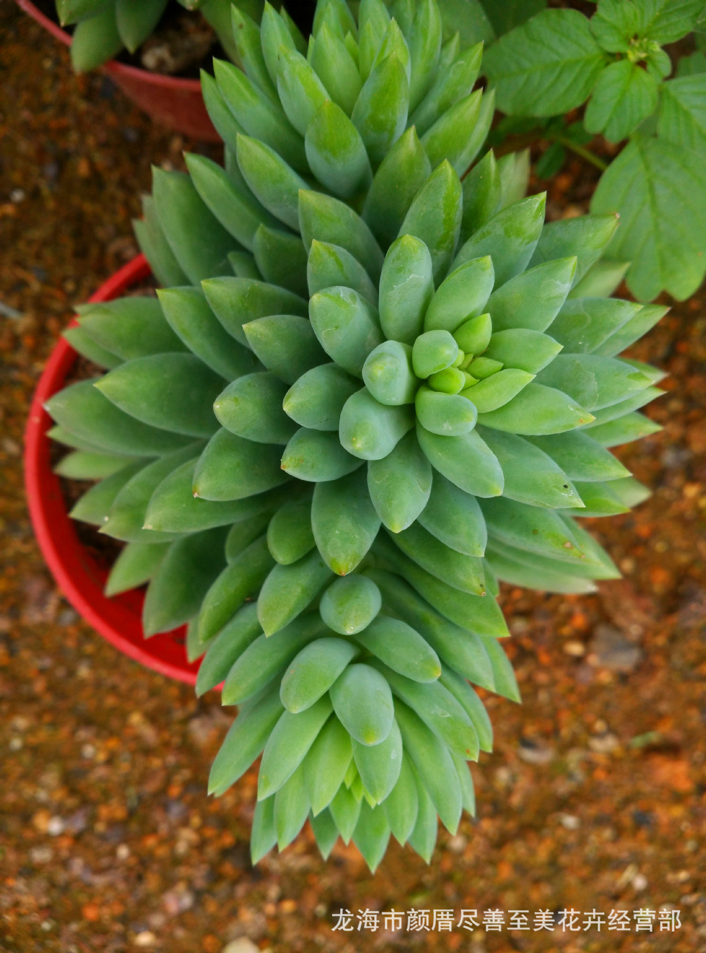 姬吹雪 佛甲草 防辐射肉肉植物 漳州多肉植物批发 多肉植物批