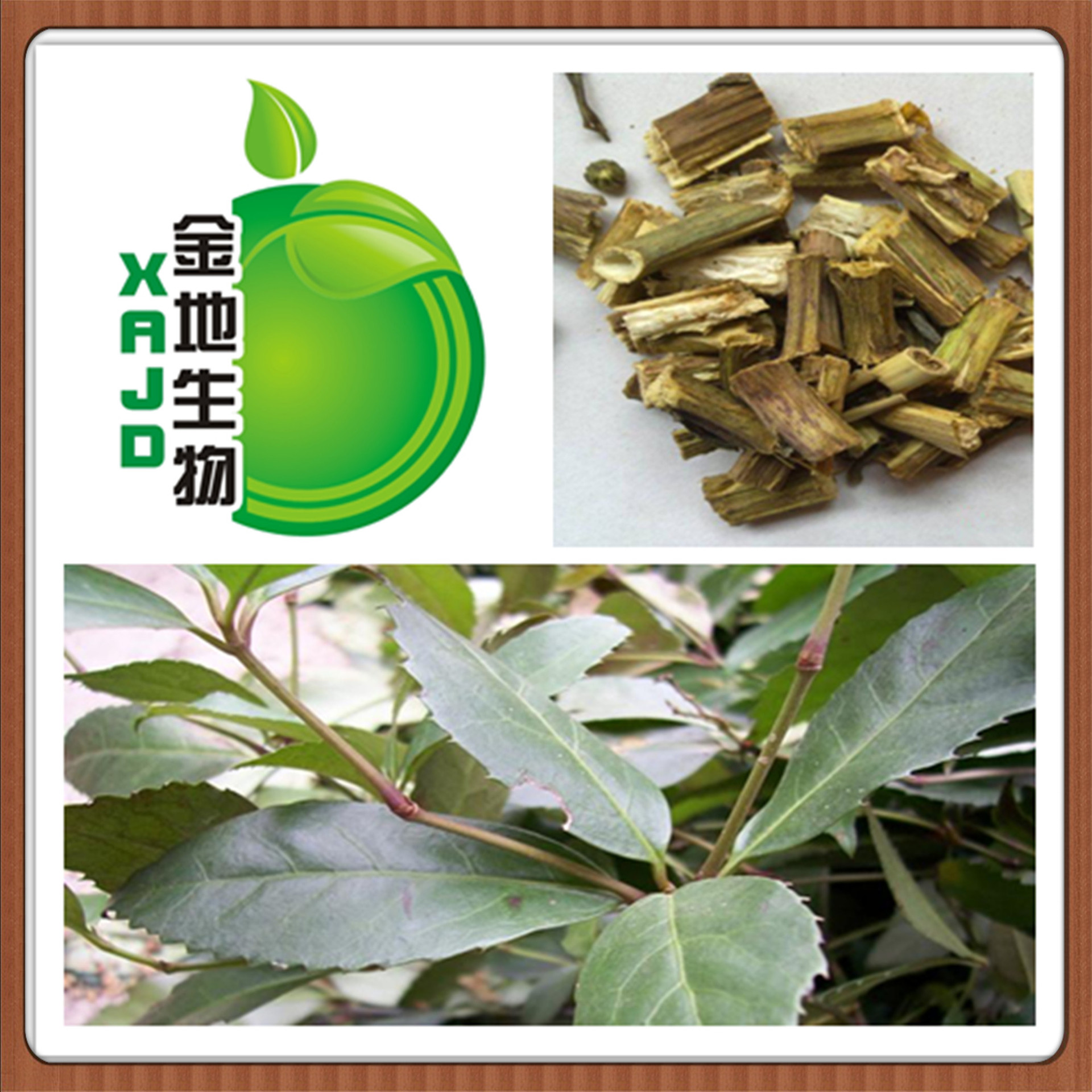 厂家包邮批发 九节茶提取物 清热解毒