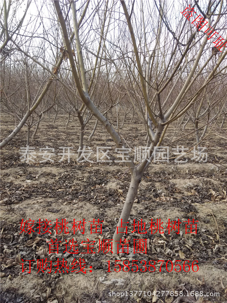 山东桃树苗批发价格 嫁接桃树苗品种 占地桃树 果树苗基地