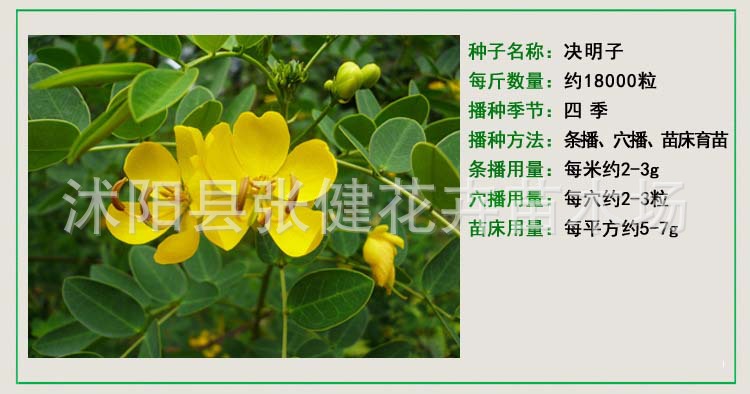 批发苗木 花卉 林木 决明子种子 提供种植技术 包发芽